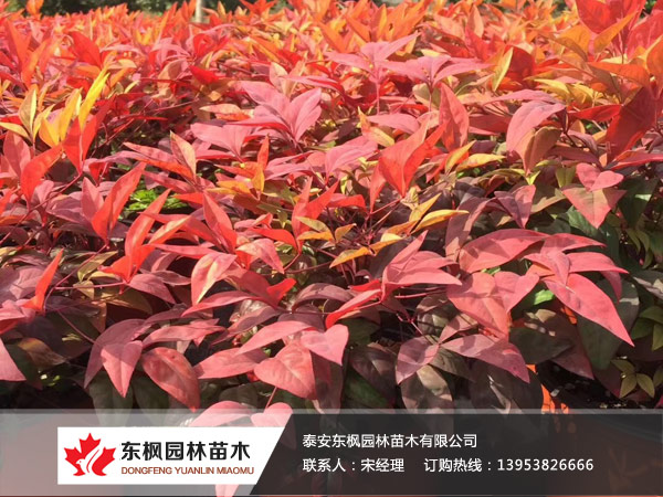 哈尔滨市双城区希勤满族乡人民政府双城区希勤满族乡爱贤村园林苗木产业基地冷库建设项