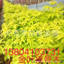 花卉产业概念股不要错过这份名单！（2025926）