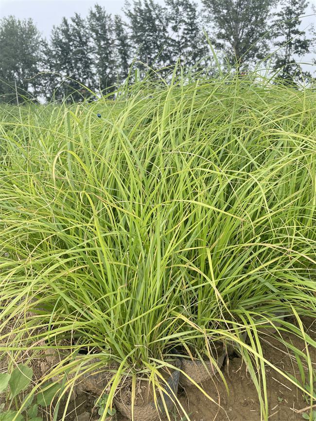 如何种植紫穗狼尾草？